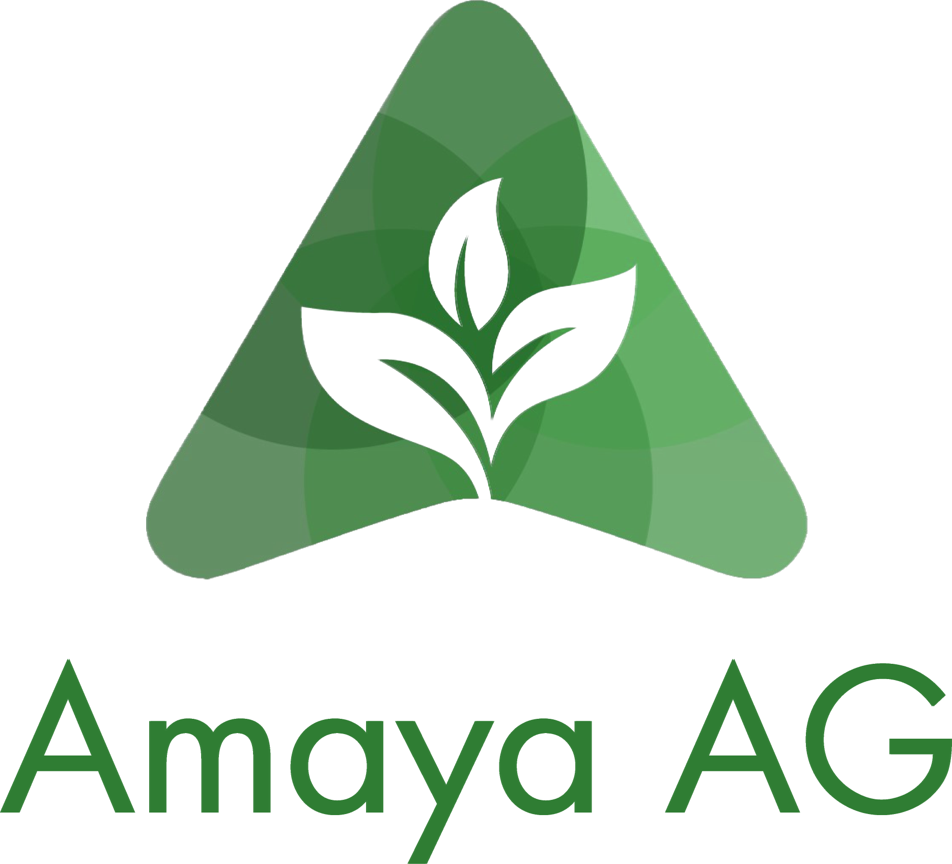 AMAYA AG